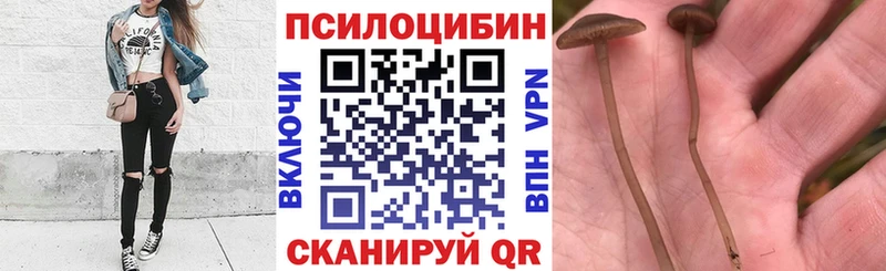 закладки Липки Псилоцибиновые грибы Cubensis
